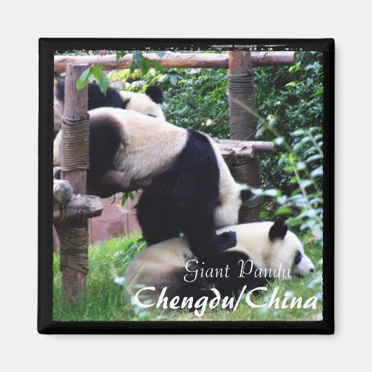 China, Chengdu, Giant Pandas II (Magnet) Magneet (Voorkant)