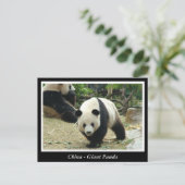 China - Giant panda Briefkaart (Staand voorkant)