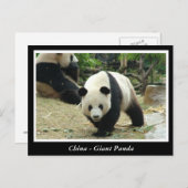 China - Giant panda Briefkaart (Voorkant / Achterkant)