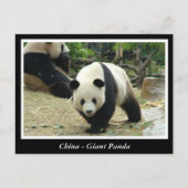 China - Giant panda Briefkaart (Voorkant)