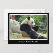 China - Giant panda Briefkaart (Voorkant / Achterkant)