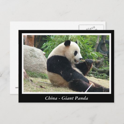 China - Giant panda Briefkaart (Voorkant / Achterkant)