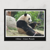 China - Giant panda Briefkaart (Voorkant)