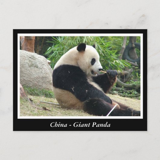 China - Giant panda Briefkaart (Voorkant)