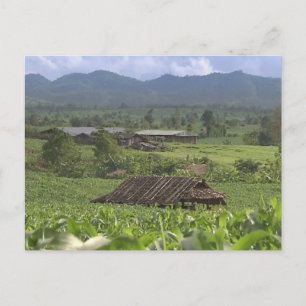 China Herbal Meditional Planten oogsten Yunnan Briefkaart