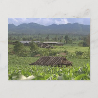 China Herbal Meditional Planten oogsten Yunnan Briefkaart