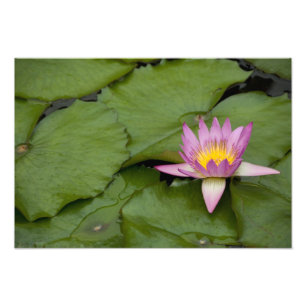 China, Hong Kong, Nieuwe Gebieden. Chi Lin Foto Afdruk