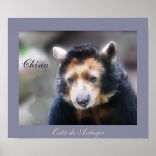 China-Osita de Anteojos Poster (Voorkant)
