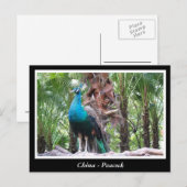 China, pauw briefkaart (Voorkant / Achterkant)