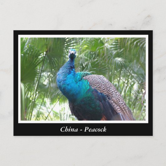 China, pauw briefkaart (Voorkant)