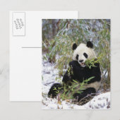 China, provincie Sichuan. Giant Panda voedt zich d Briefkaart (Voorkant / Achterkant)