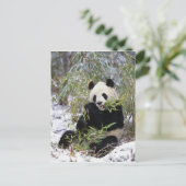 China, provincie Sichuan. Giant Panda voedt zich d Briefkaart (Staand voorkant)