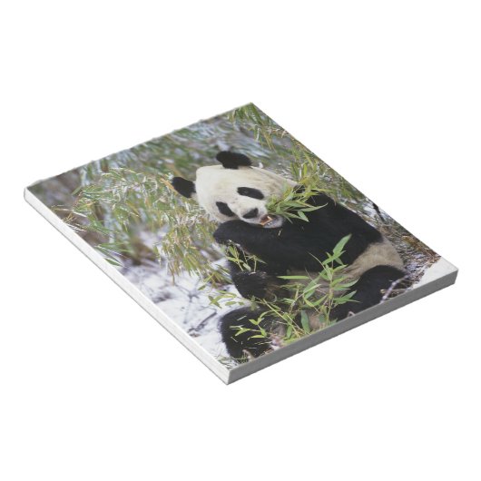 China, provincie Sichuan. Giant Panda voedt zich d Notitieblok (Schuin)