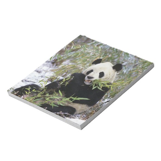 China, provincie Sichuan. Giant Panda voedt zich d Notitieblok (Linkerzijde)