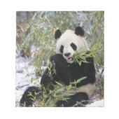 China, provincie Sichuan. Giant Panda voedt zich d Notitieblok (Voorkant)