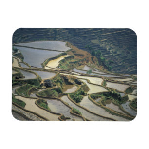 China, provincie Yunnan. Ondergelopen rijstterrass Magneet