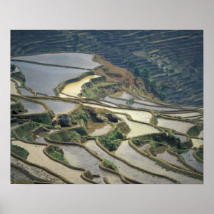 China, provincie Yunnan. Ondergelopen rijstterrass Poster
