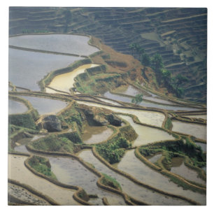 China, provincie Yunnan. Ondergelopen rijstterrass Tegeltje