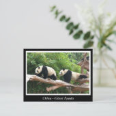 China -Reuzenpanda Briefkaart (Staand voorkant)