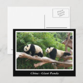 China -Reuzenpanda Briefkaart (Voorkant / Achterkant)