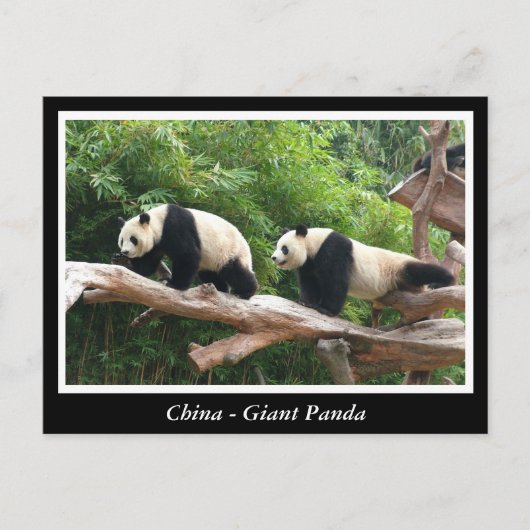 China -Reuzenpanda Briefkaart (Voorkant)