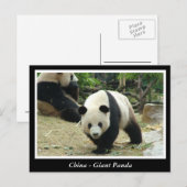 China -Reuzenpanda Briefkaart (Voorkant / Achterkant)