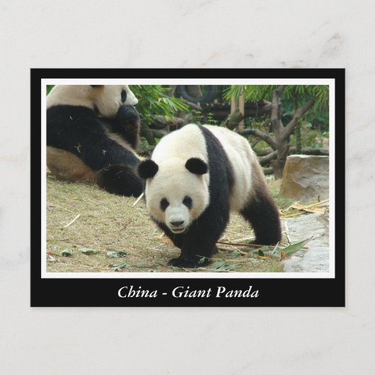 China -Reuzenpanda Briefkaart (Voorkant)