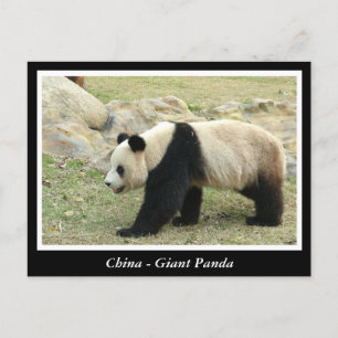 China, Reuzenpanda Briefkaart