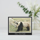 China, Reuzenpanda Briefkaart (Staand voorkant)