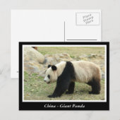 China, Reuzenpanda Briefkaart (Voorkant / Achterkant)