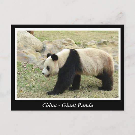 China, Reuzenpanda Briefkaart (Voorkant)