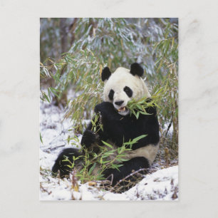 China, Sichuan provincie. Reuzenpanda voedt zich m Briefkaart