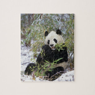 China, Sichuan provincie. Reuzenpanda voedt zich m Legpuzzel