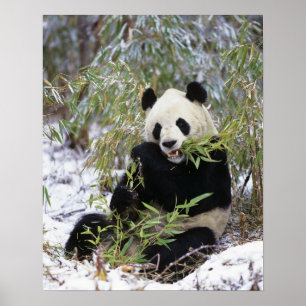 China, Sichuan provincie. Reuzenpanda voedt zich m Poster