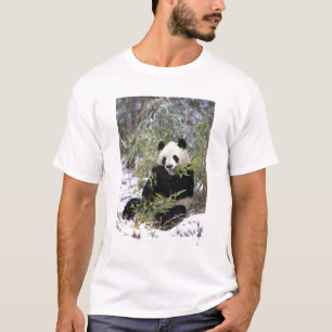China, Sichuan provincie. Reuzenpanda voedt zich m T-shirt