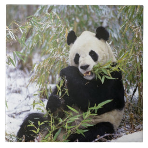 China, Sichuan provincie. Reuzenpanda voedt zich m Tegeltje
