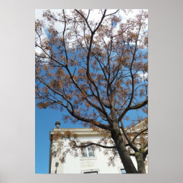 Chinaberrieboom in Lissabon Poster