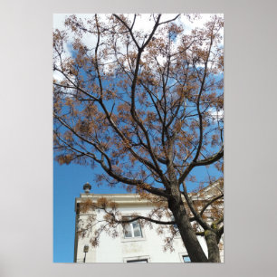 Chinaberrieboom in Lissabon Poster