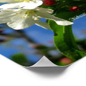 ChinaBerry Beauty Poster (Hoek)