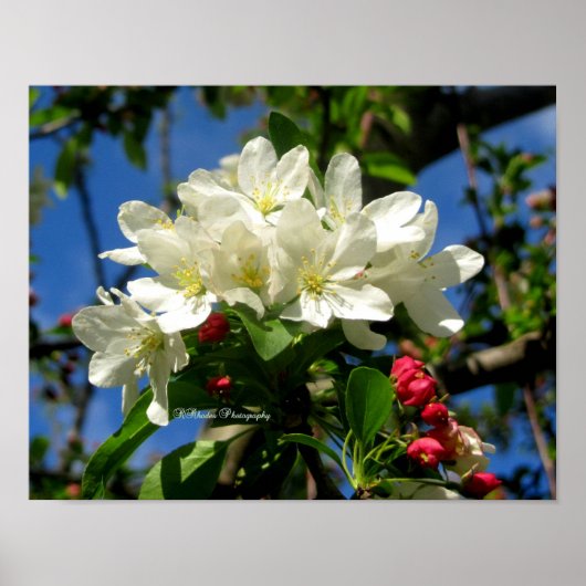 ChinaBerry Beauty Poster (Voorkant)