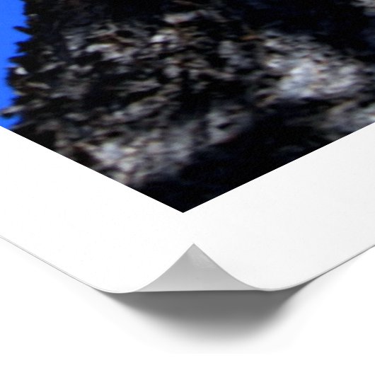 Chinaberry-boom Poster (Hoek)