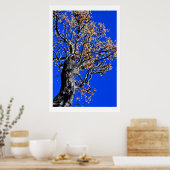 Chinaberry Tree tegen Azure Sky Poster (Keuken)
