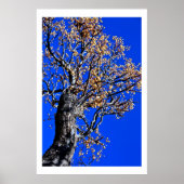 Chinaberry Tree tegen Azure Sky Poster (Voorkant)