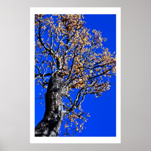 Chinaberry Tree tegen Azure Sky Poster
