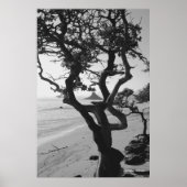 Chinamans Pet Poster (Voorkant)