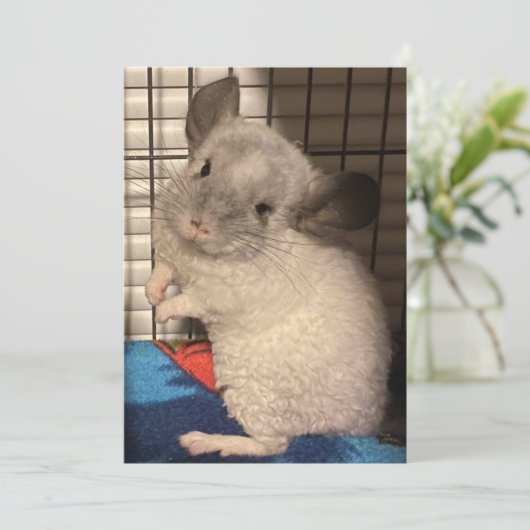 chinchilla bedankkaart (Staand voorkant)