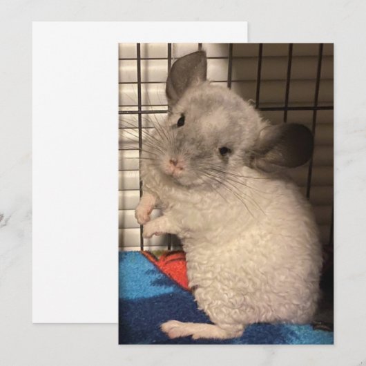 chinchilla bedankkaart (Voorkant / Achterkant)
