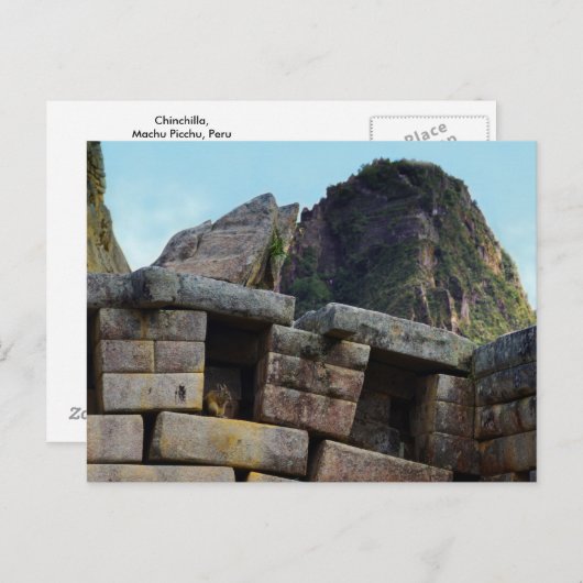 Chinchilla bij Machu Picchu, Peru Briefkaart (Voorkant / Achterkant)