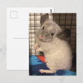 Chinchilla briefkaart (Voorkant / Achterkant)