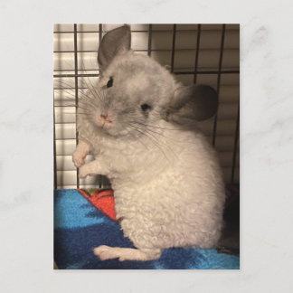 Chinchilla briefkaart